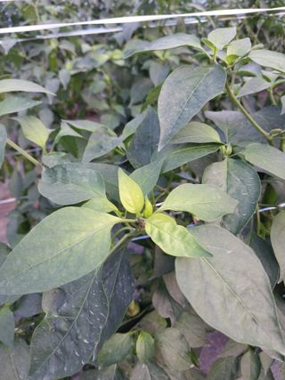 하늘샘(하경수)님의 고추 · 영농일지 작성글 사진