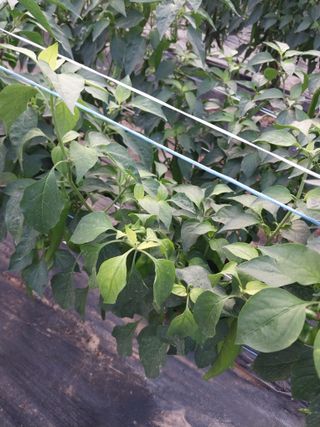 하늘샘(하경수)님의 고추 · 영농일지 작성글 사진