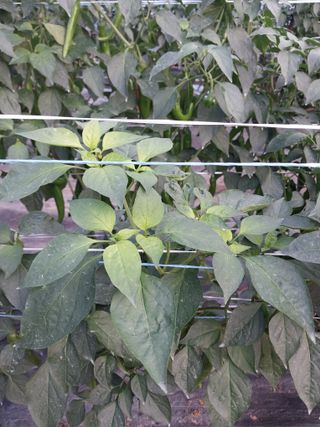 하늘샘(하경수)님의 고추 · 영농일지 작성글 사진