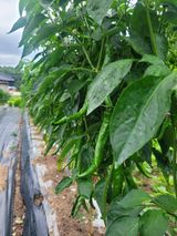 팜모닝 고추·영농일지 게시글 이미지