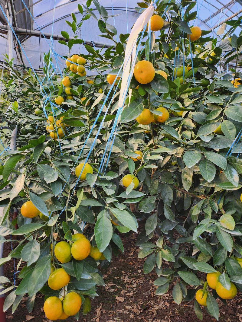 서귀포(남원/한남)님의 장터 판매 상품 [서귀포 하우스감귤 가정용] 첨부 사진