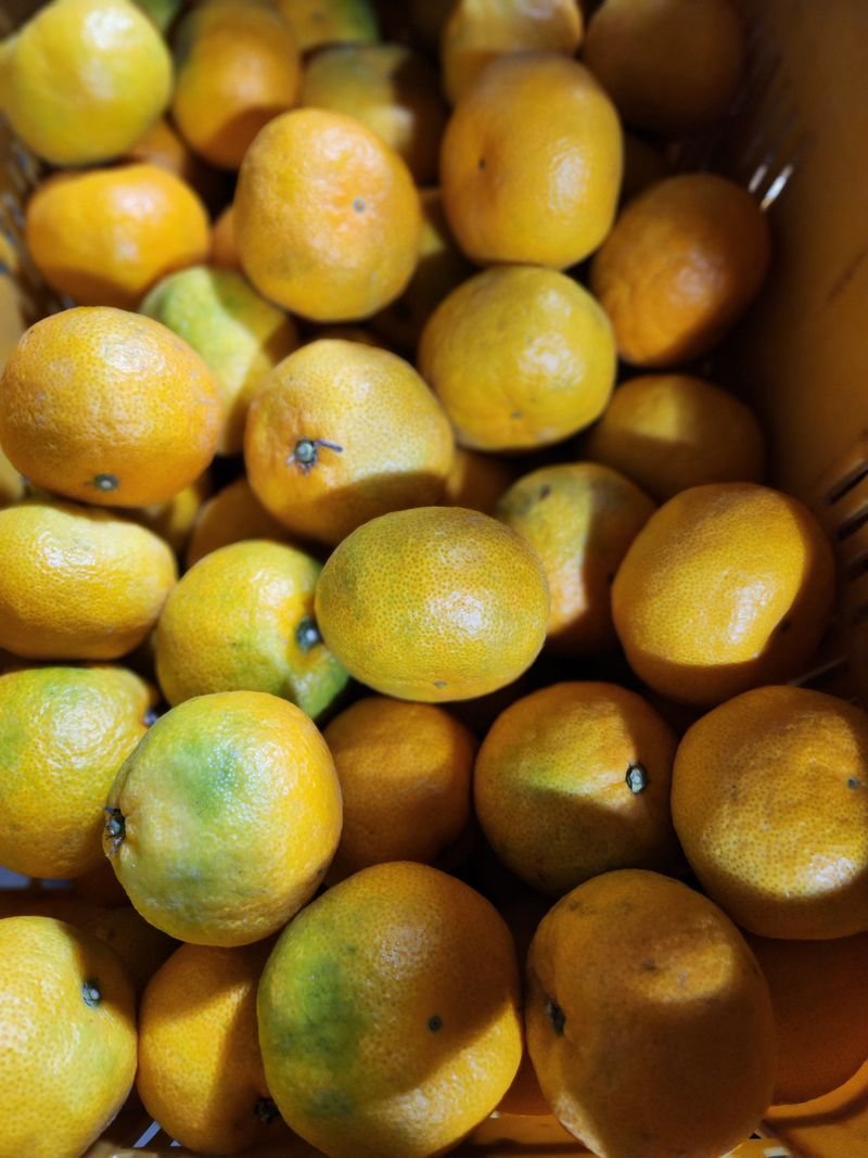 서귀포(남원/한남)님의 장터 판매 상품 [서귀포 하우스감귤 가정용] 첨부 사진