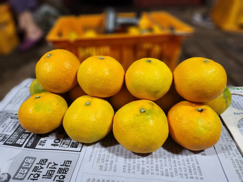 서귀포(남원/한남)님의 장터 판매 상품 [서귀포 하우스감귤 가정용] 첨부 사진