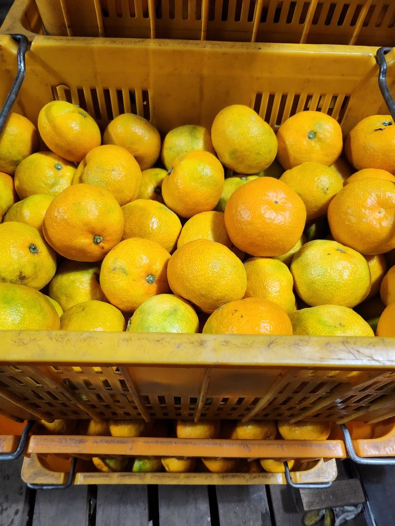 서귀포(남원/한남)님의 장터 판매 상품 [서귀포 하우스감귤 가정용] 첨부 사진