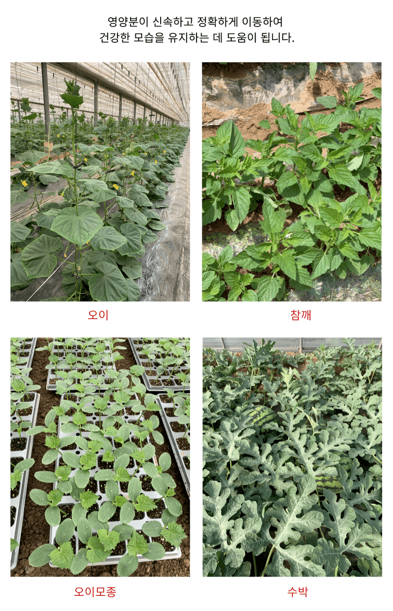 병천아그로주식회사님의 장터 판매 상품 [해미노칼슘 500ml] 첨부 사진