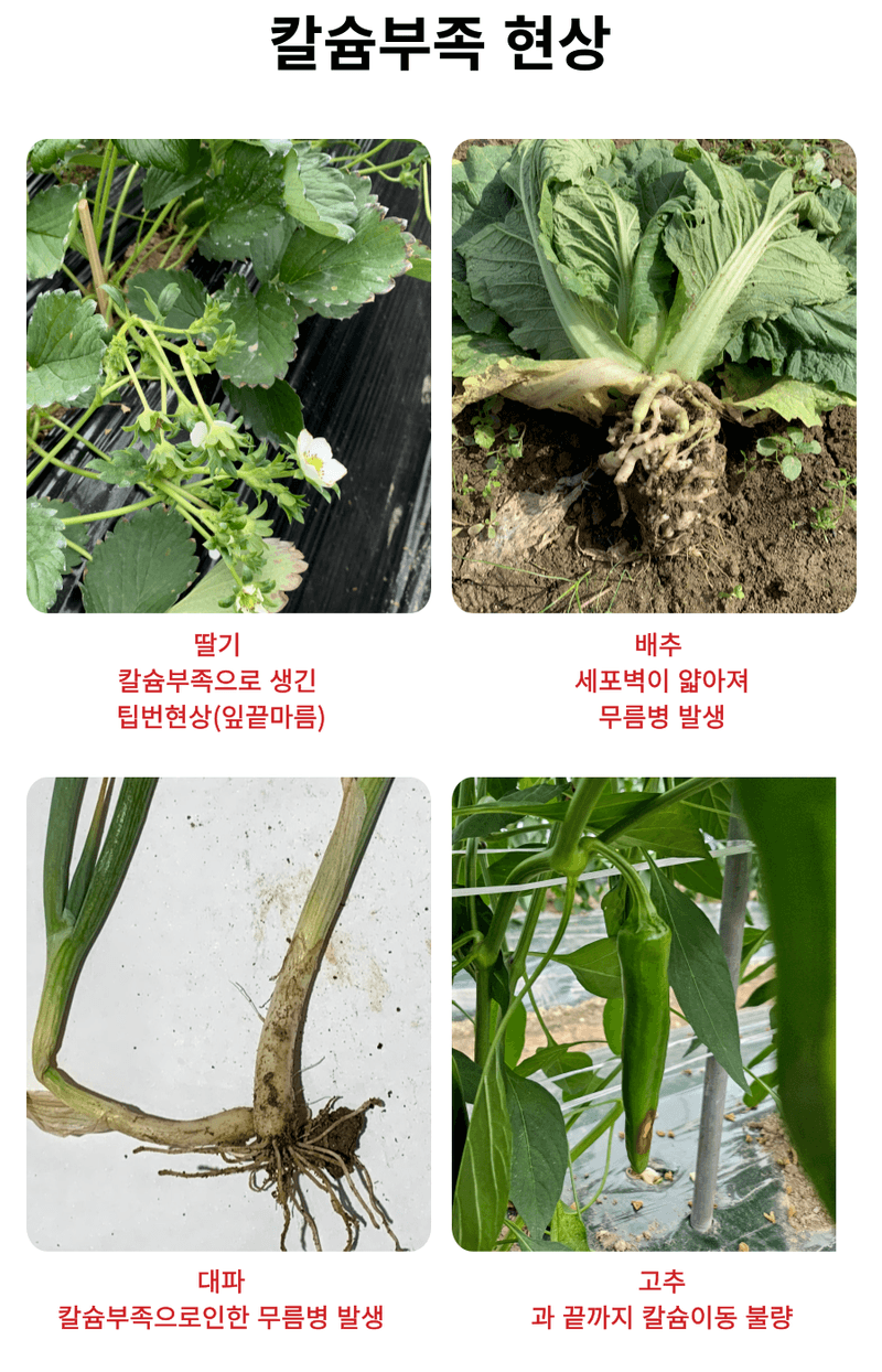 병천아그로주식회사님의 장터 판매 상품 [해미노칼슘 500ml] 첨부 사진