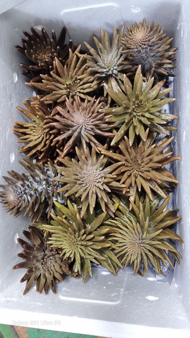 김금순자연산약초님의 장터 판매 상품 [와송 2키로 ] 첨부 사진