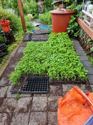 아름다운초옥농원님의 콩 · 영농일지 작성글 사진