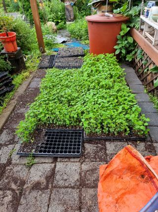 아름다운초옥농원님의 콩 · 영농일지 작성글 사진