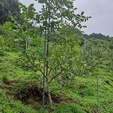 팜모닝 기타작물·영농일지 게시글 이미지