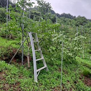 안광희님의 기타작물 · 영농일지 작성글 사진