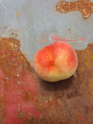 콩7431(팔공산)님의 복숭아 · 영농일지 작성글 사진