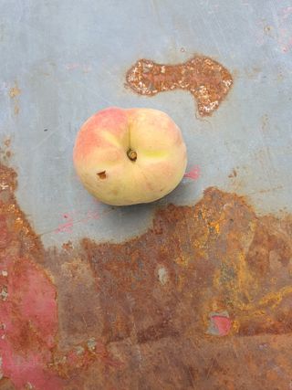 콩7431(팔공산)님의 복숭아 · 영농일지 작성글 사진