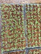 팜모닝 들깨·영농일지 게시글 이미지