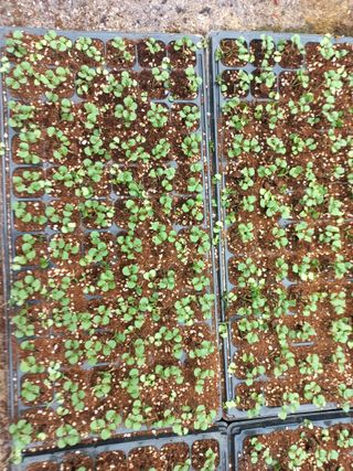 알 수 없음님의 들깨 · 영농일지 작성글 사진