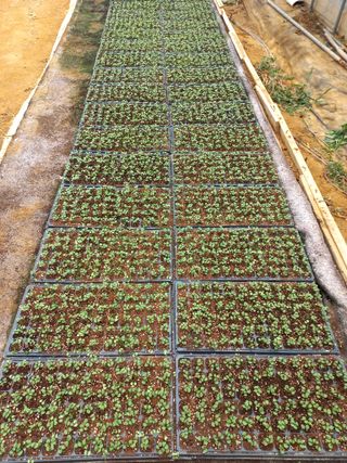 알 수 없음님의 들깨 · 영농일지 작성글 사진