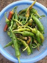 팜모닝 고추·영농일지 게시글 이미지