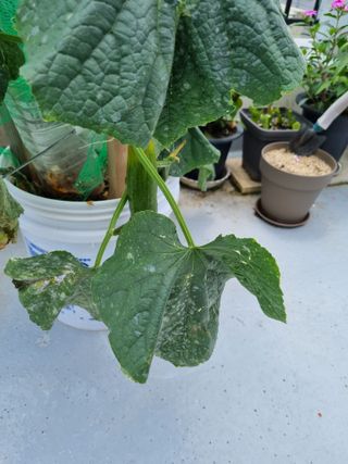 송채석님의 오이 · 병해충상담 작성글 사진