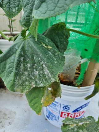 송채석님의 오이 · 병해충상담 작성글 사진