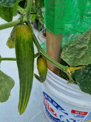 송채석님의 오이 · 병해충상담 작성글 사진