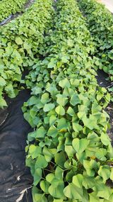 팜모닝 고구마·자유게시판 게시글 이미지