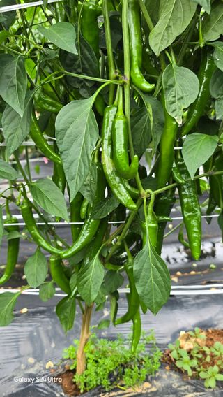 홍성부님의 자유주제 · 칭찬해요 작성글 사진