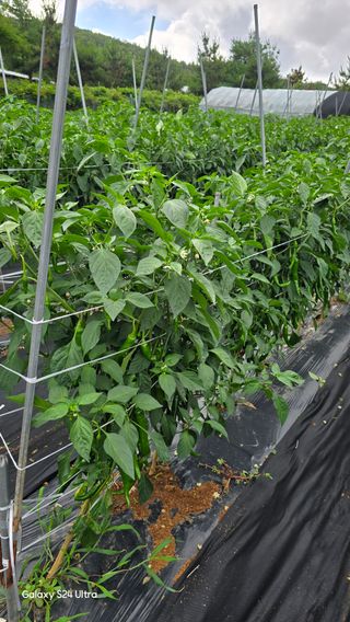 홍성부님의 자유주제 · 칭찬해요 작성글 사진