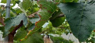 이승규님의 포도 · 병해충상담 작성글 사진