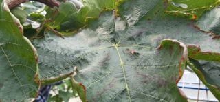 이승규님의 포도 · 병해충상담 작성글 사진