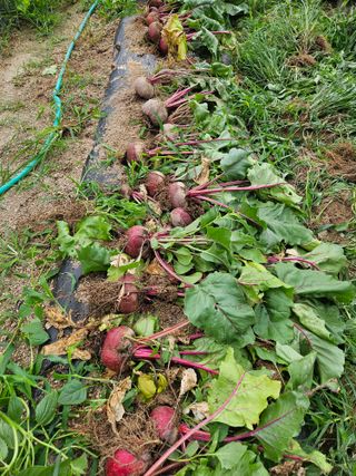 초짜농부님의 자유주제 · 자유게시판 작성글 사진