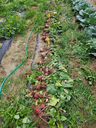 초짜농부님의 자유주제 · 자유게시판 작성글 사진