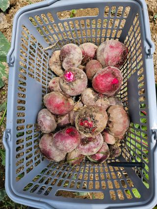 초짜농부님의 자유주제 · 자유게시판 작성글 사진