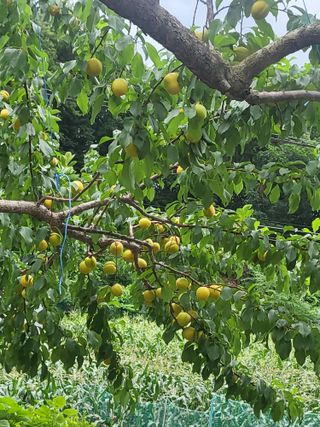 인제 돈키호테님의 기타작물 · 영농일지 작성글 사진