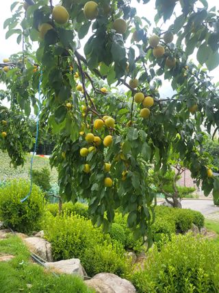 인제 돈키호테님의 기타작물 · 영농일지 작성글 사진