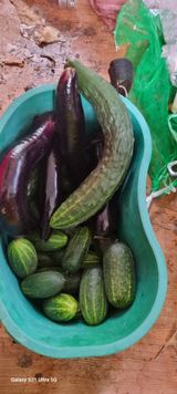 팜모닝 오이·영농일지 게시글 이미지