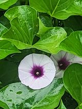 팜모닝 고구마·병해충상담 게시글 이미지