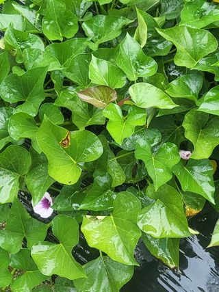 이효훈님의 고구마 · 병해충상담 작성글 사진