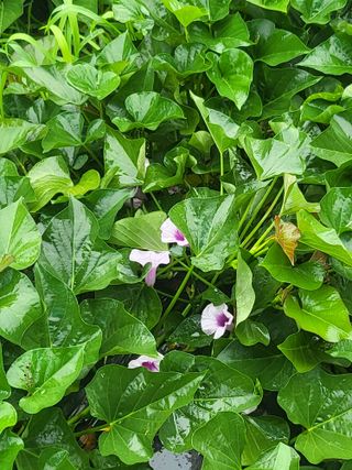 이효훈님의 고구마 · 병해충상담 작성글 사진