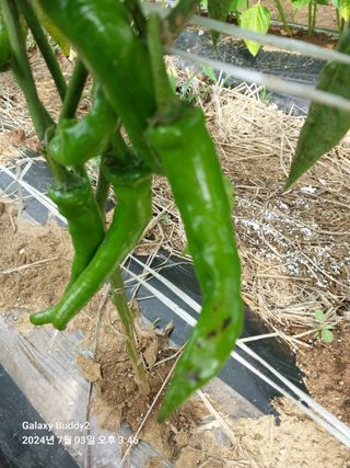 바위돌 심재성님의 농사, 무엇이든 물어보세요! · 참여글 작성글 사진
