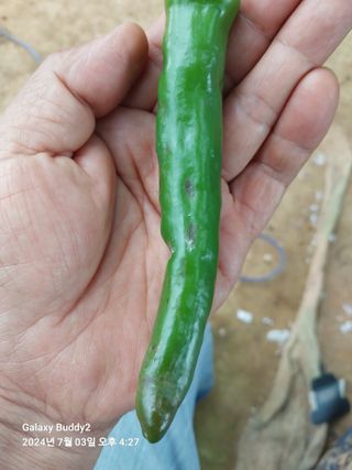 바위돌 심재성님의 농사, 무엇이든 물어보세요! · 참여글 작성글 사진