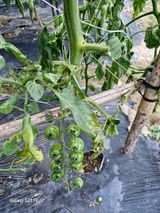 팜모닝 농사, 무엇이든 물어보세요!·참여글 게시글 이미지