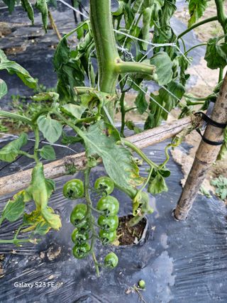 텃밭농부상철이님의 농사, 무엇이든 물어보세요! · 참여글 작성글 사진