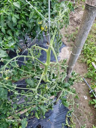 텃밭농부상철이님의 농사, 무엇이든 물어보세요! · 참여글 작성글 사진