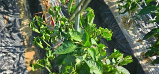 합천군용주면김용호님의 고추 · 병해충상담 작성글 사진