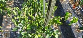 합천군용주면김용호님의 고추 · 병해충상담 작성글 사진