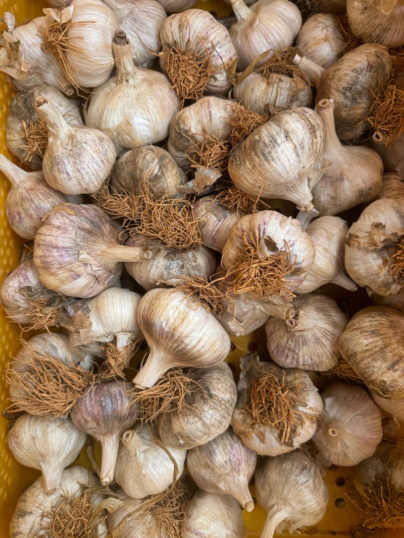 중근님님의 장터 판매 상품 [서산 대서 햇마늘 3, 5, 10kg] 첨부 사진