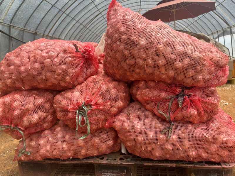 중근님님의 장터 판매 상품 [서산 대서 햇마늘 3, 5, 10kg] 첨부 사진