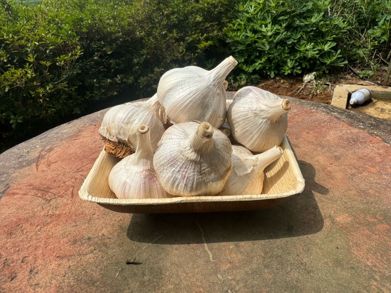 중근님님의 장터 판매 상품 [서산 대서 햇마늘 3, 5, 10kg] 첨부 사진