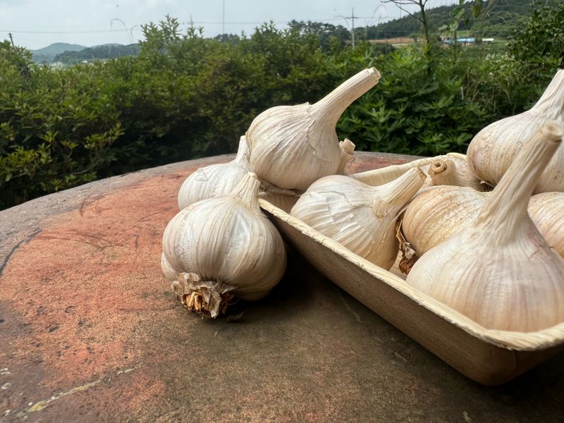 중근님님의 장터 판매 상품 [서산 대서 햇마늘 3, 5, 10kg] 첨부 사진