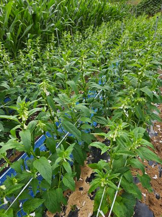 서화복님의 참깨 · 영농일지 작성글 사진